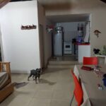 dentro de casa pet friendly