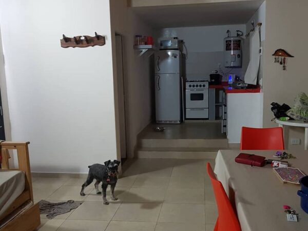 dentro de casa pet friendly