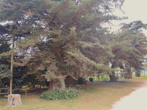 5c722efa 7181 4c2b a159 cbd80e726823 topaz remove lighting color